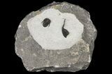 Rare Otarionella Trilobite - Jebel Oudriss, Morocco #171021-2